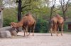 Deutschland-Berliner-Zoo-2013-130506-DSC_0100.jpg