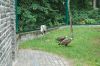 Deutschland-Berliner-Tierpark-2013-130810-DSC_0802.jpg