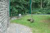 Deutschland-Berliner-Tierpark-2013-130810-DSC_0803.jpg