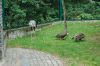 Deutschland-Berliner-Tierpark-2013-130810-DSC_0804.jpg